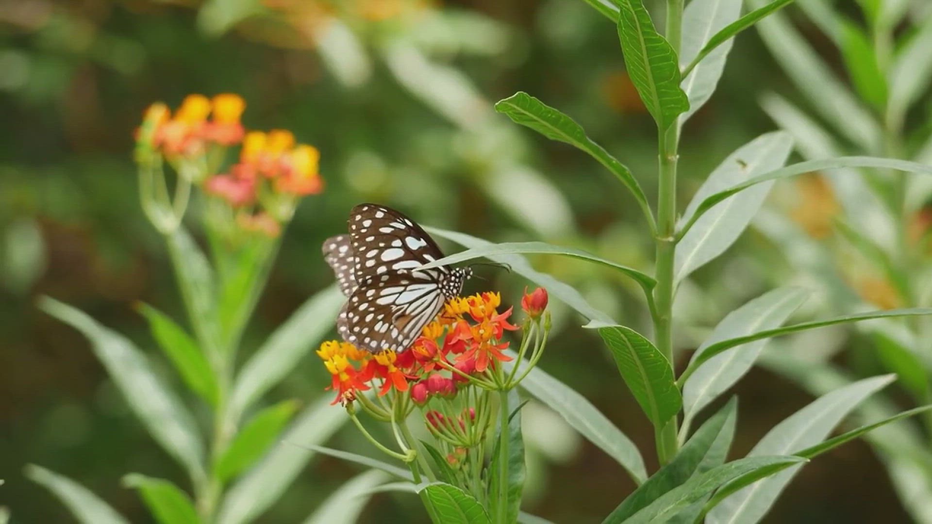 'Video thumbnail for Different Types of Small Flowers for Your Garden'