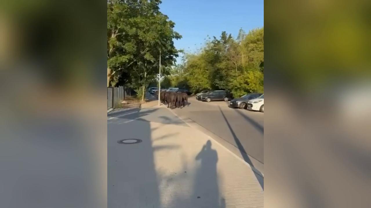 Video thumbnail for Germany: Berlin police share eccentric footage of water buffaloes roaming streets.