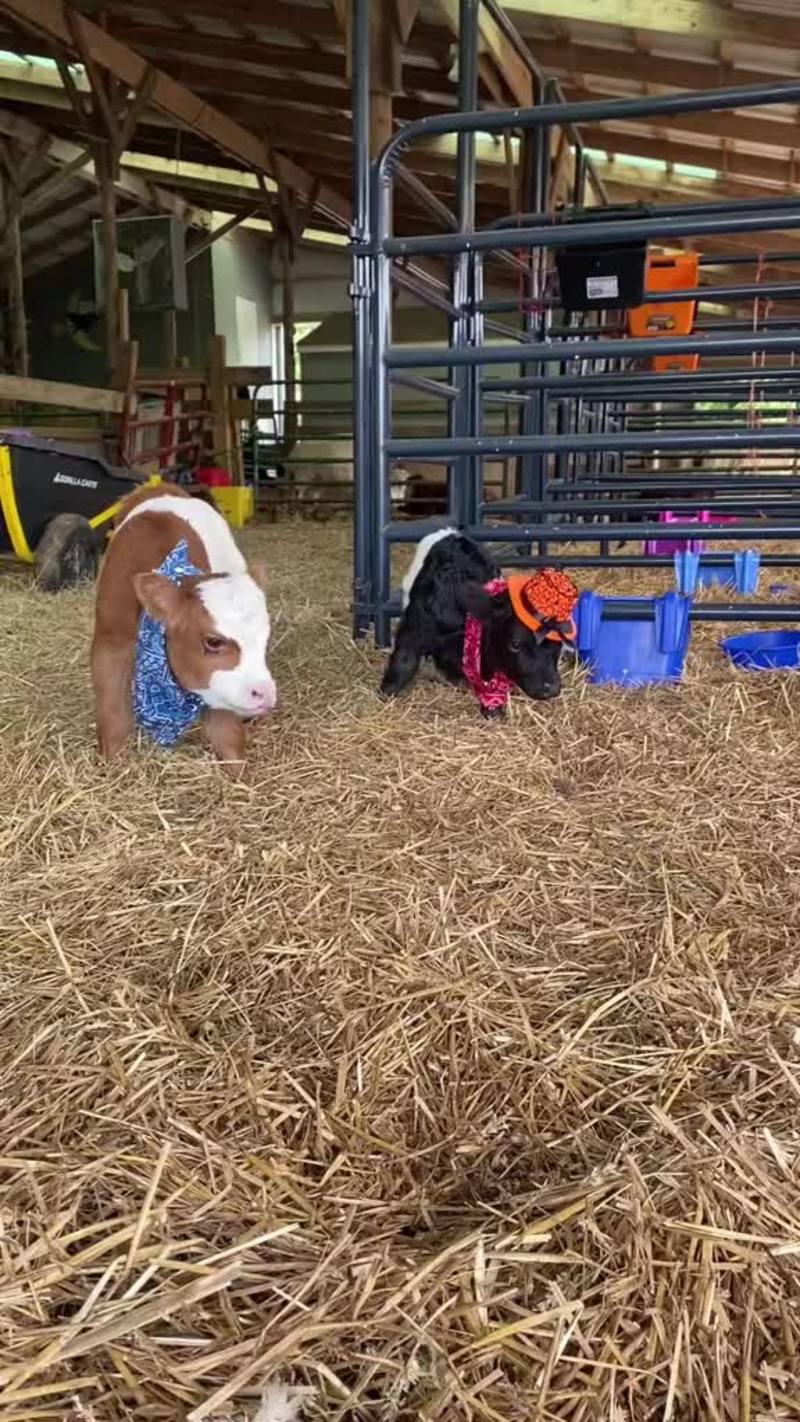 Video thumbnail for Tiny Cowboy Calves Facing Off in the Barn