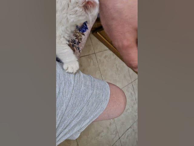 Video thumbnail for Hauskatze in Marroko - Rabat