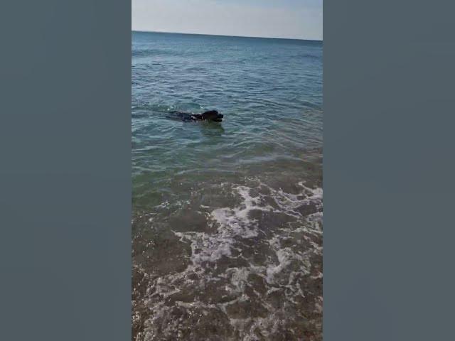 Video thumbnail for lifeguard