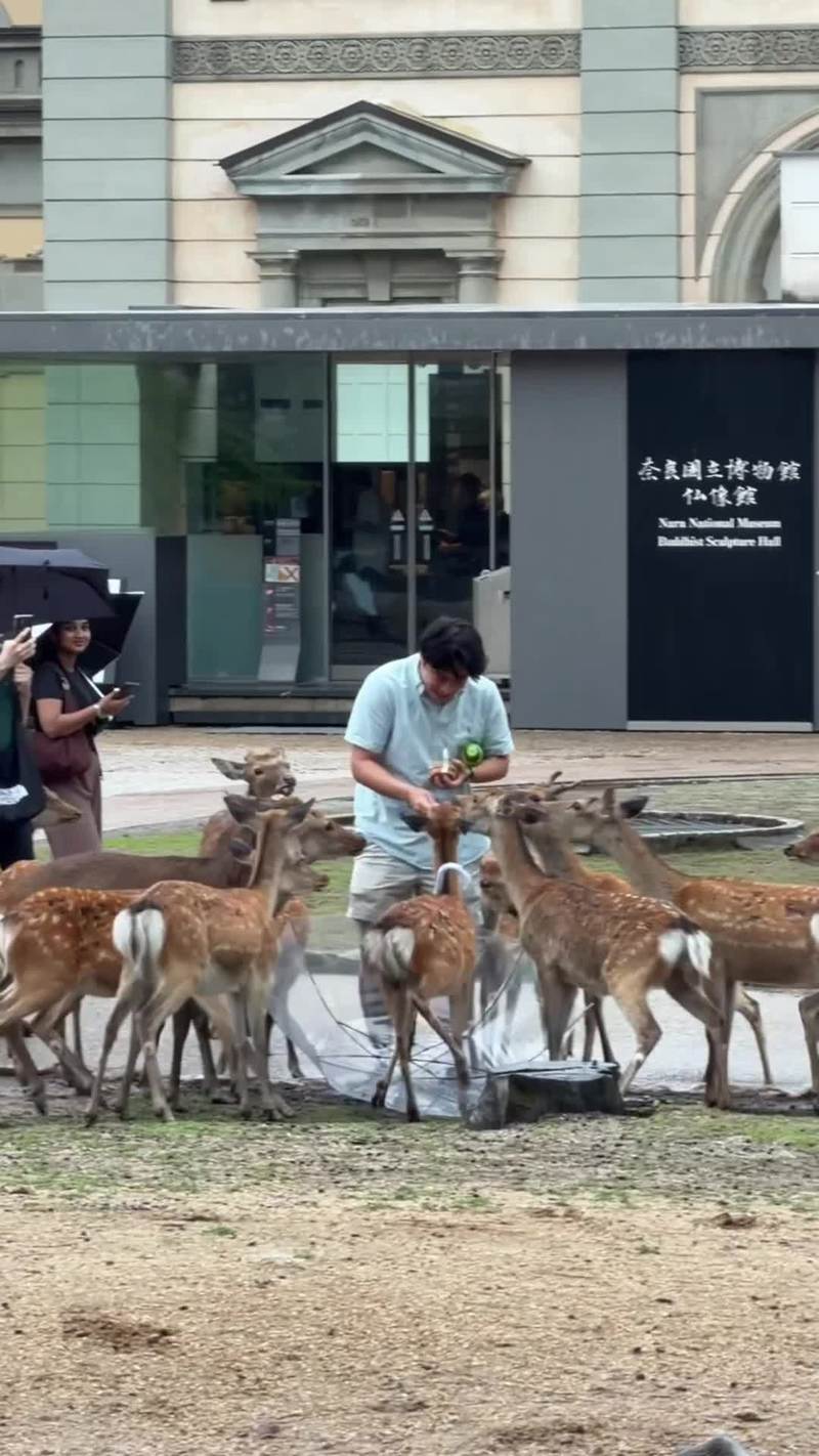 Video thumbnail for Playful Nara Deer Surround Tourists in the Rain