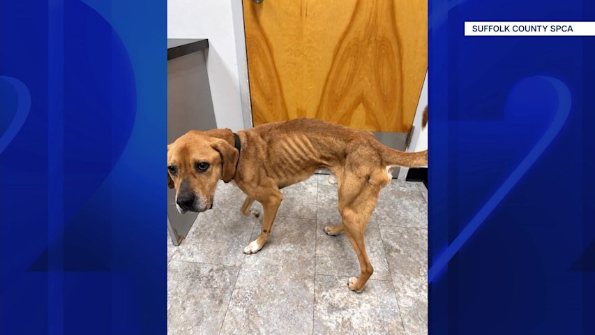 Video thumbnail for Sound Beach couple accused of neglecting ‘severely underweight’ dog