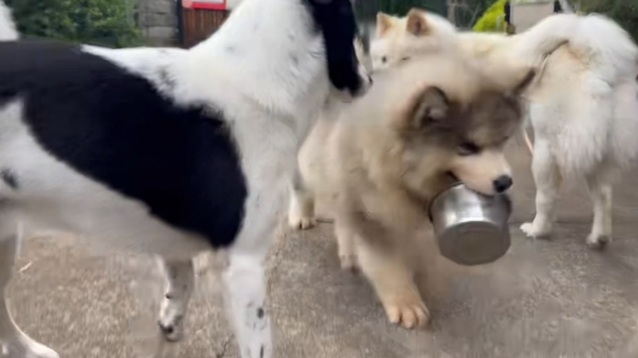 Video thumbnail for Malamute Puppy Drops Bowl When Called!
