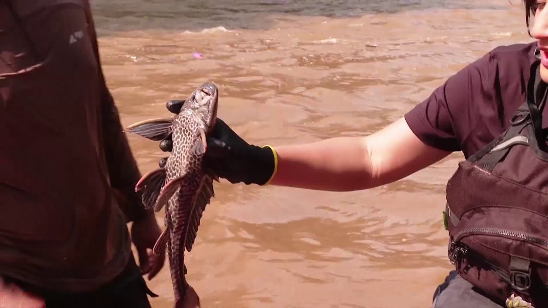 Video thumbnail for Invasive “Janitor Fish” Take over Jakarta’s polluted rivers
