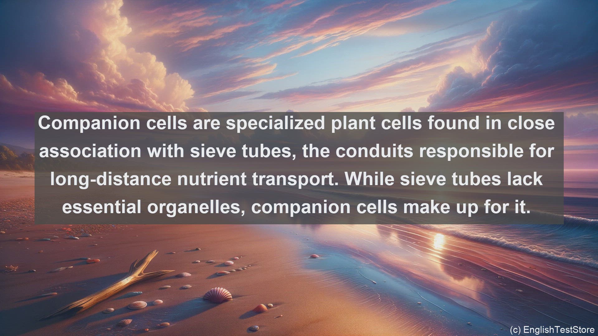 'Video thumbnail for Companion cell in science  definition and examples'