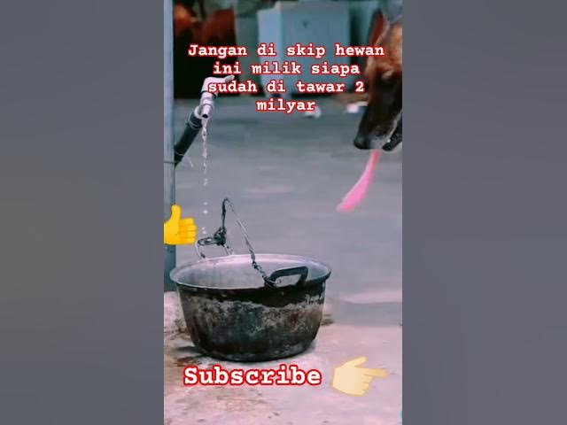 Video thumbnail for DOOG lincah #pawangsinga