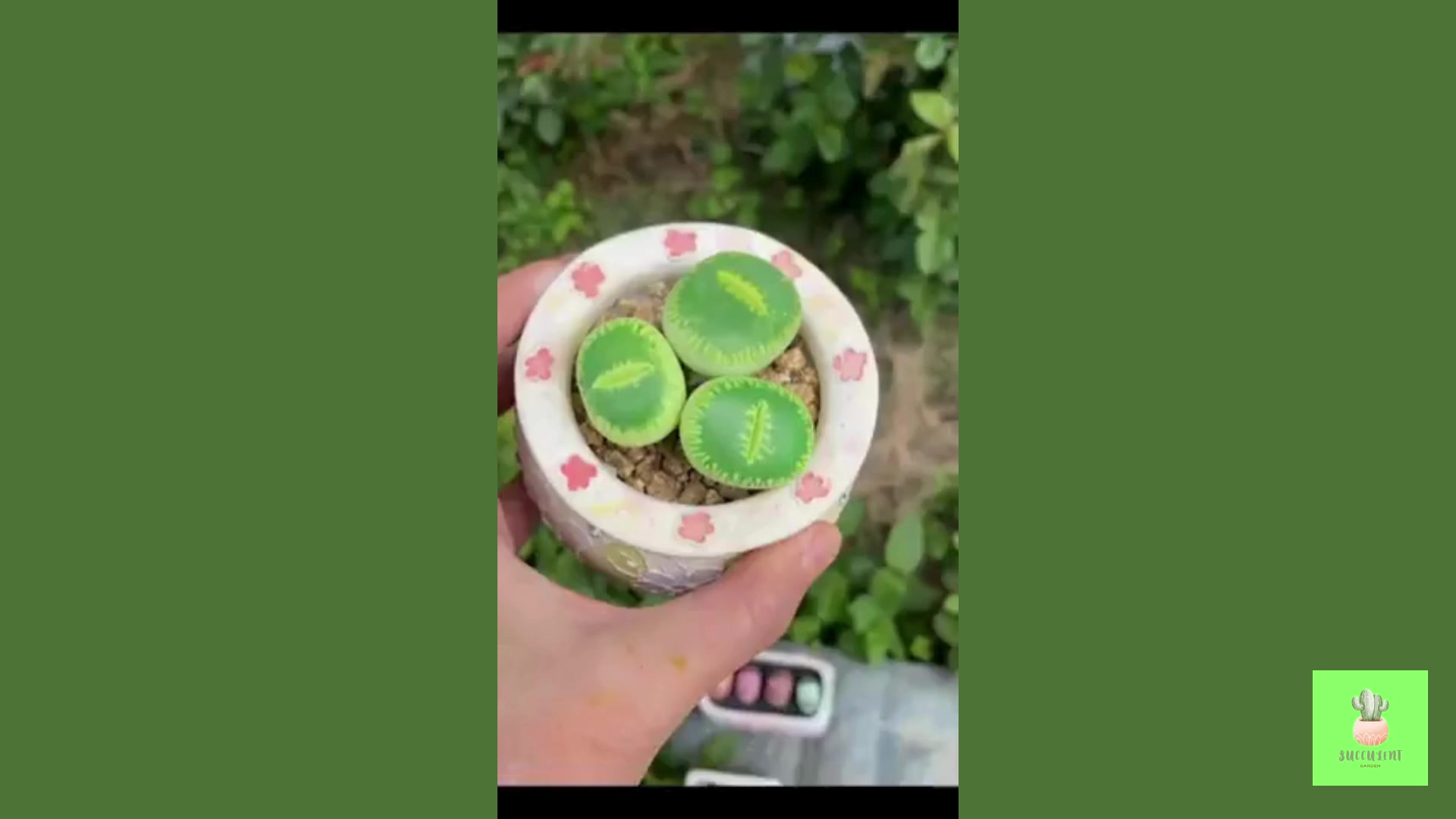 Video thumbnail for Fake or Real Succulent