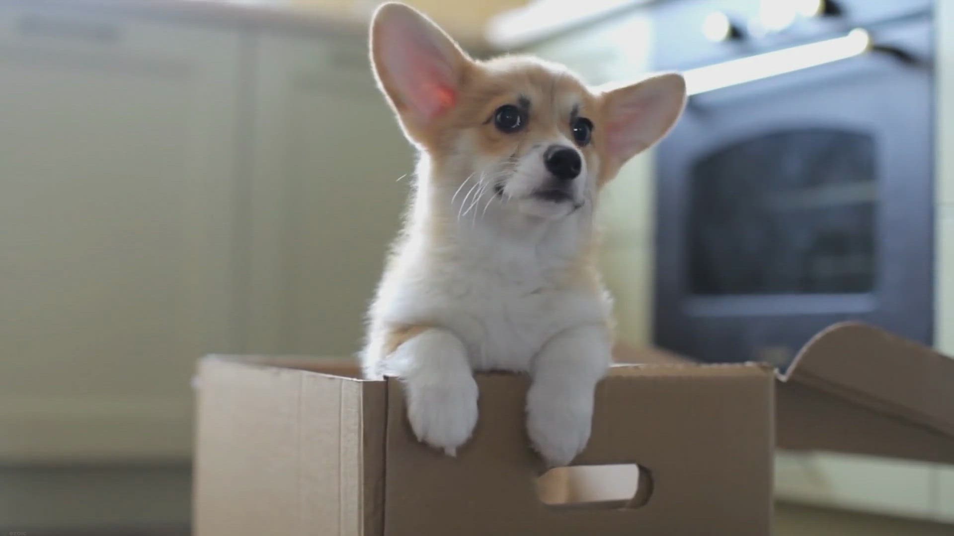 Video thumbnail for How To Stop Puppy From Chewing Pee Pad: A Quick Guide