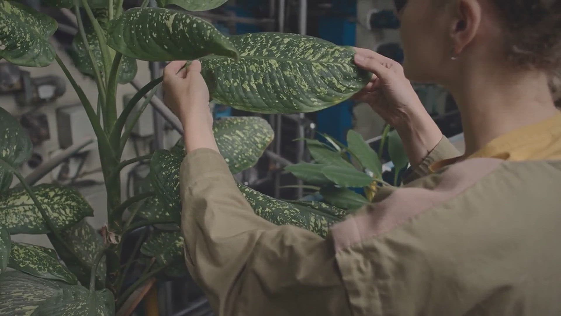 'Video thumbnail for How to Grow Air Plants'
