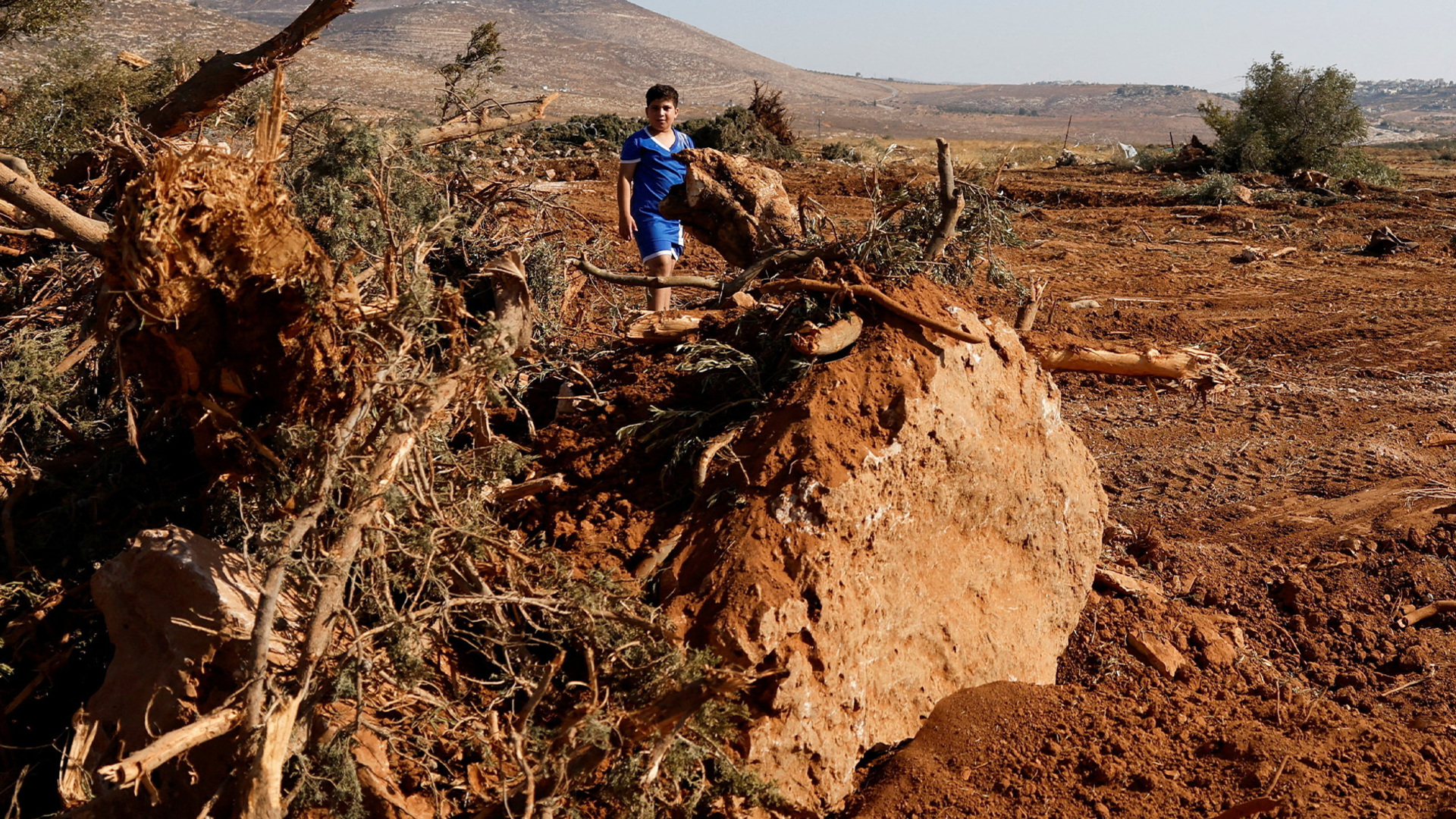 'Video thumbnail for Israeli military uproots thousands of Palestinian olive trees in West Bank'