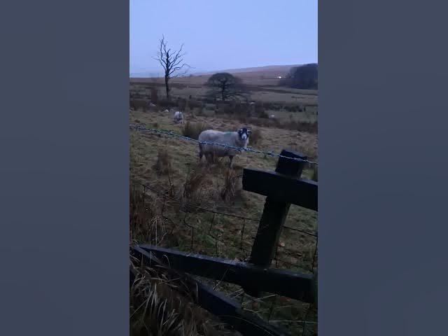 Video thumbnail for Behind The Scenes and a farm yard face-off