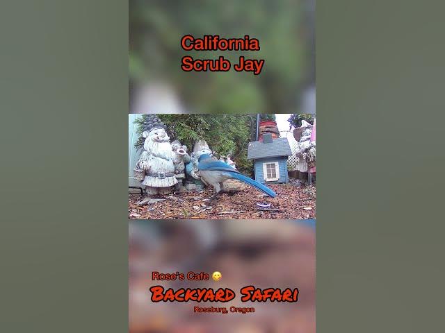 Video thumbnail for Backyard Safari -Shorts #birdwatching