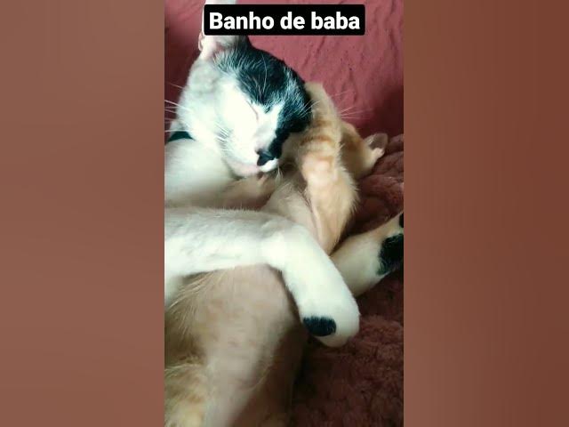 Video thumbnail for Barry e Mel filhote abraçados. #shorts #cats #shortsvideo #gatosengraçados #gatos