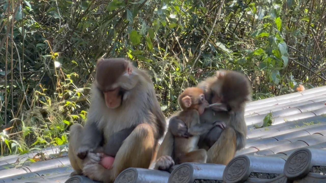 Video thumbnail for Baby Monkey Vomits on Adult Monkey's Face on Rooftop in Guangdong