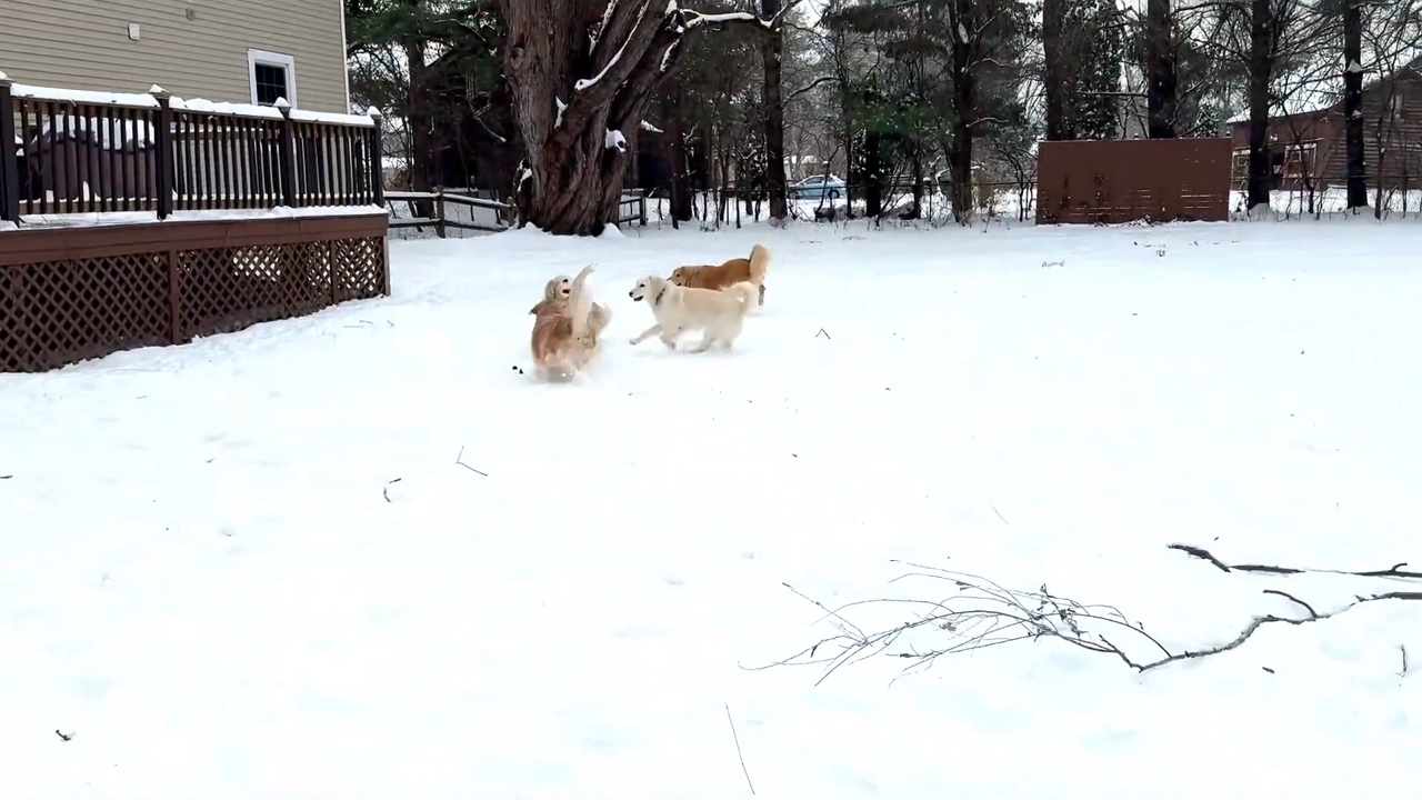 Video thumbnail for Golden Retriever has fun-filled snow day with cousins in New York