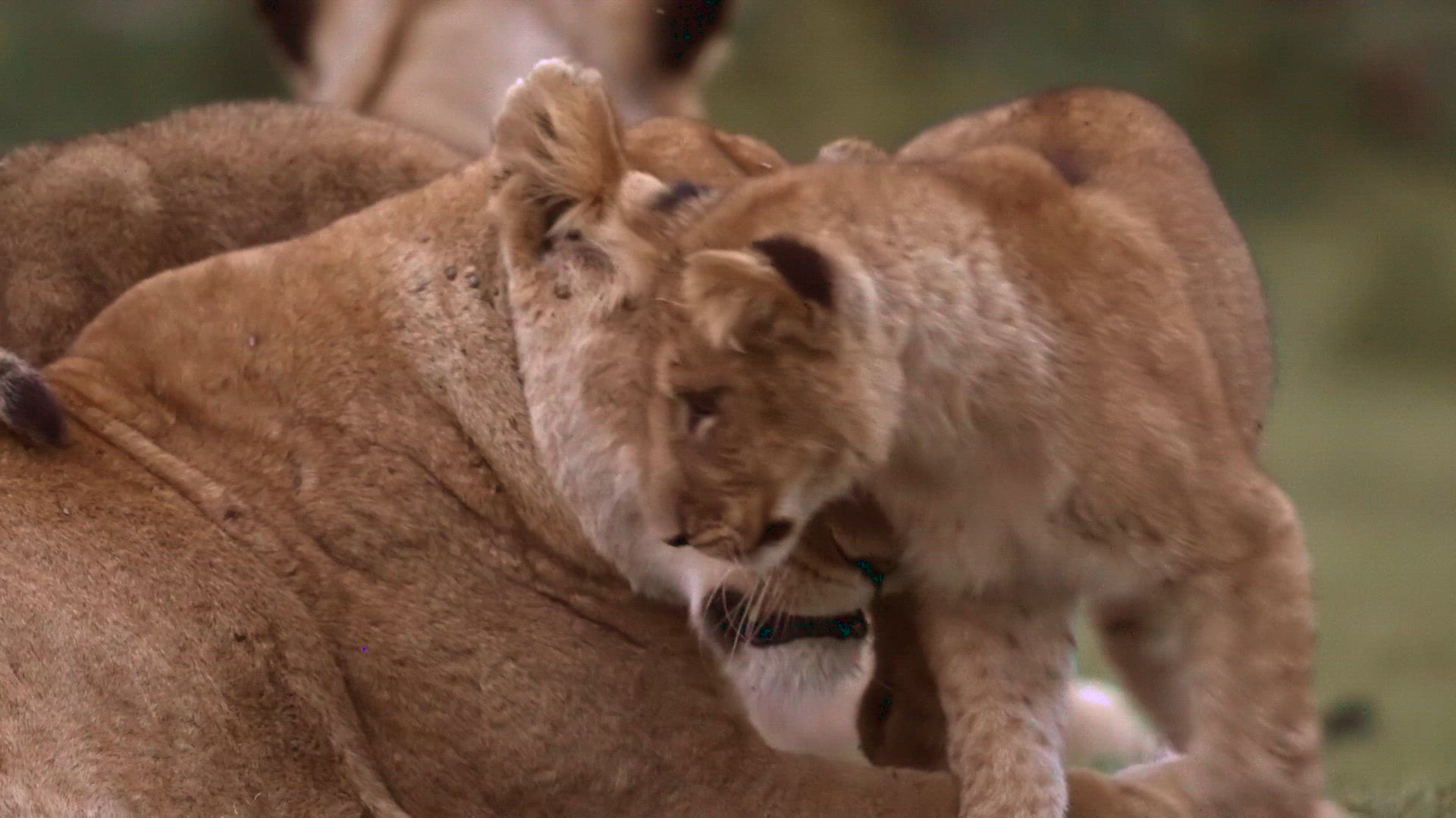 Video thumbnail for Lion Cub Playing With Lioness