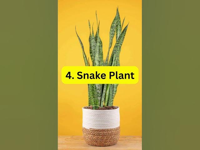 Video thumbnail for 5 Plants That Clean Air Better Than Filters #houseplants #indoorplants #plants