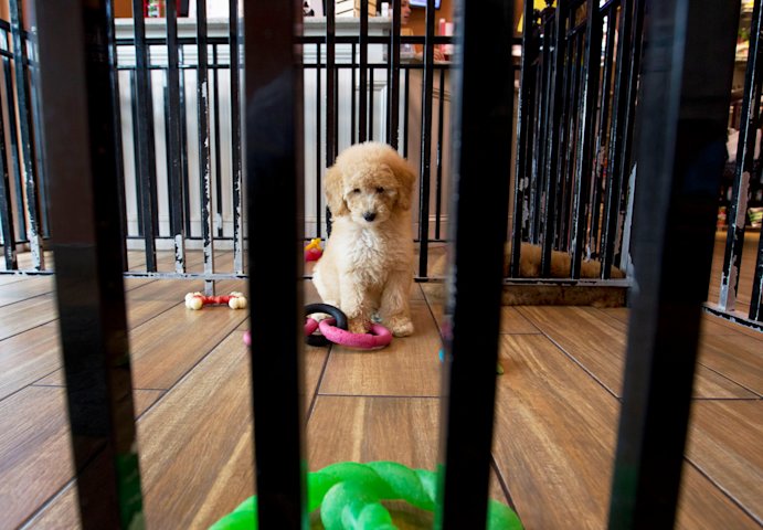 Video thumbnail for Puppy Protection Act unveiled to strengthen standards at dog breeding facilities
