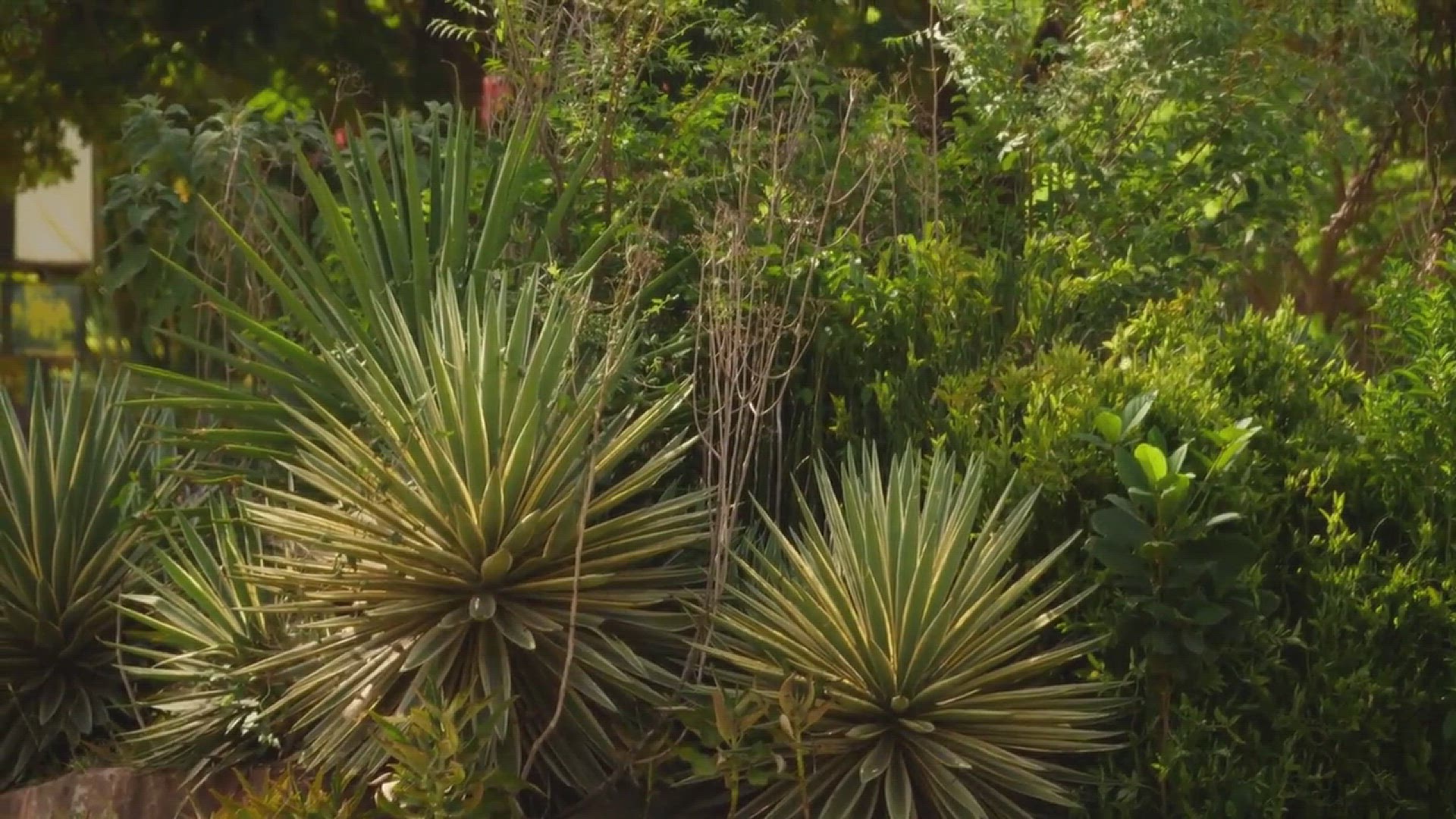 'Video thumbnail for Wall Gardens Ideas for Small Spaces'