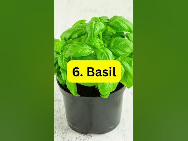 Video thumbnail for 8 Plants That Repel Mosquitoes Naturally #indoorplants #plants #houseplants #garden