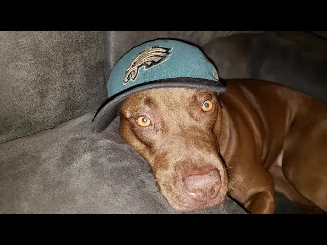'Video thumbnail for Lord Brunson: eagles' fletcher cox & michael bennett vs bears' mack & hicks: who's better?'