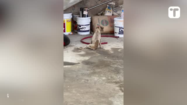 Video thumbnail for Woman Rescues And Adopts Abandoned Dog On Vacation | Happily TV