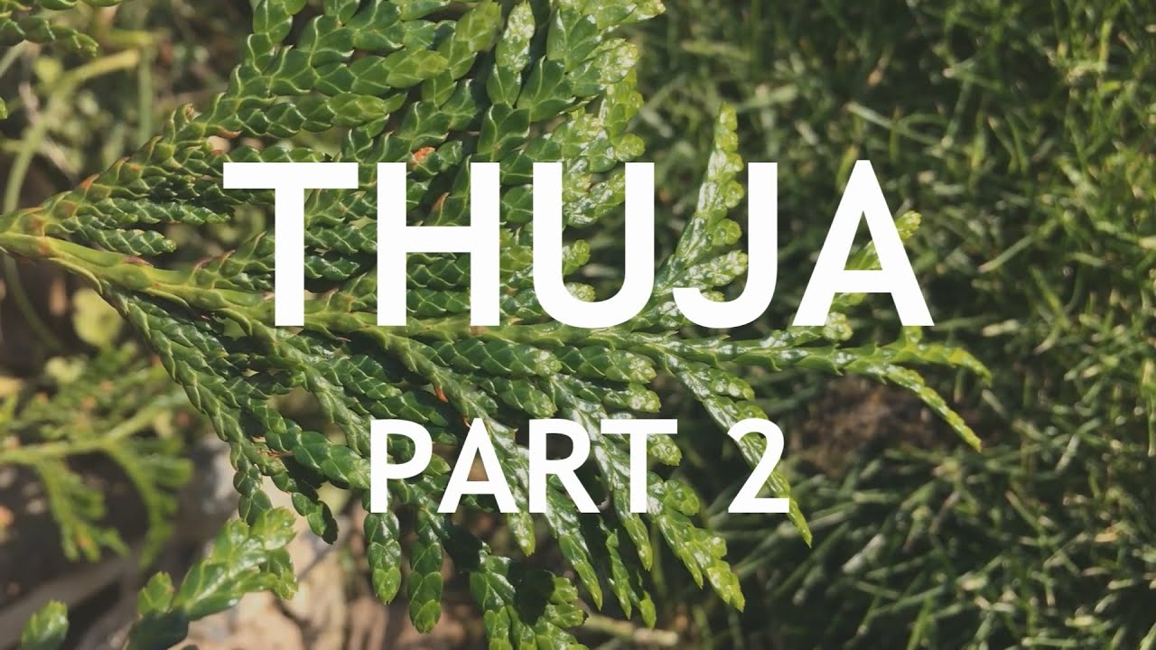 Video thumbnail for Thuja Bonsai, 2