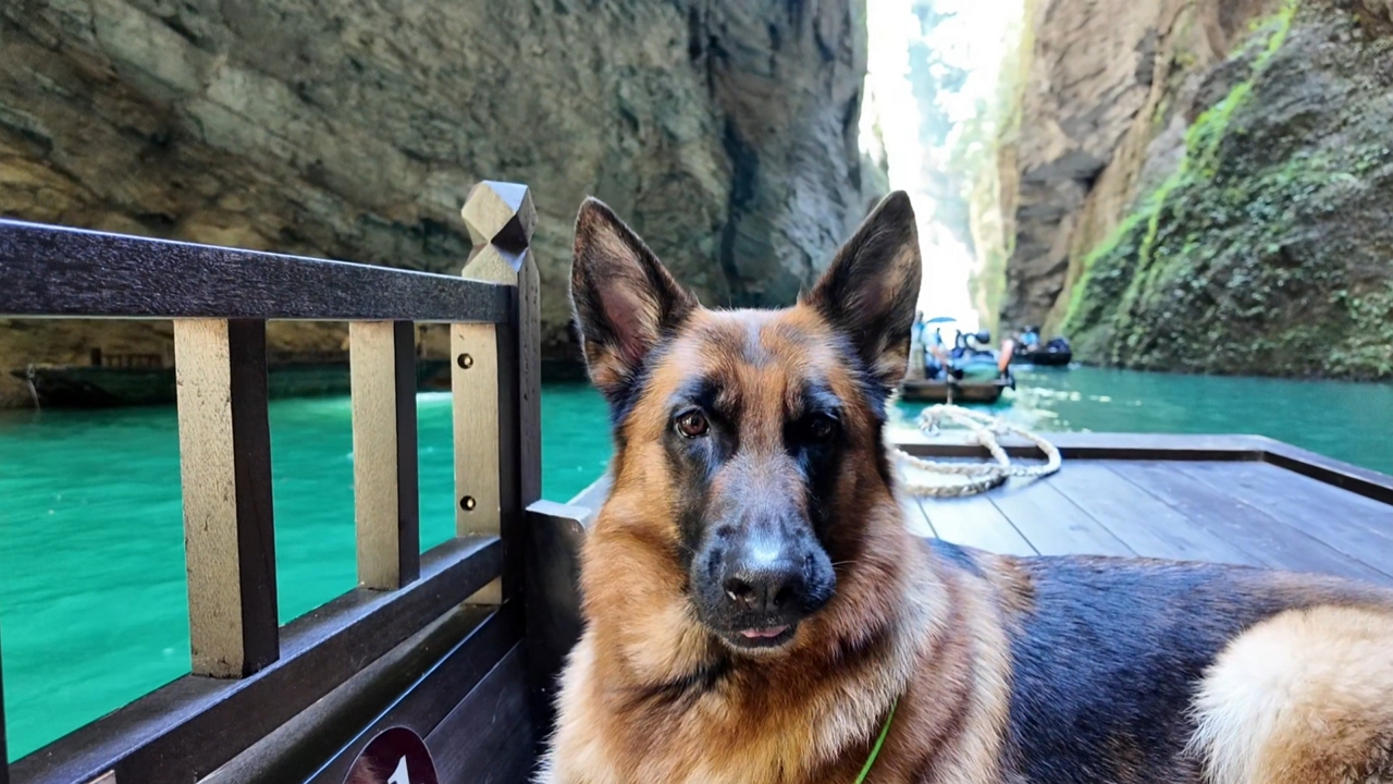 Video thumbnail for German Shepherd Howls Along with Echoes in Hunan Canyon