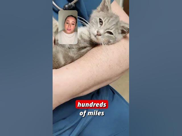 Video thumbnail for Fast & Furriest