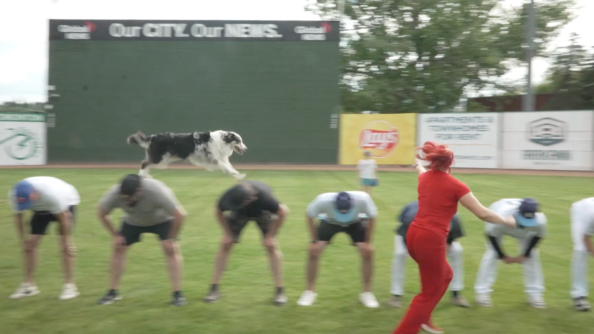Video thumbnail for Most jumps between people by a dog in one minute - 56 by Chardonnay and human Jennifer Fraser