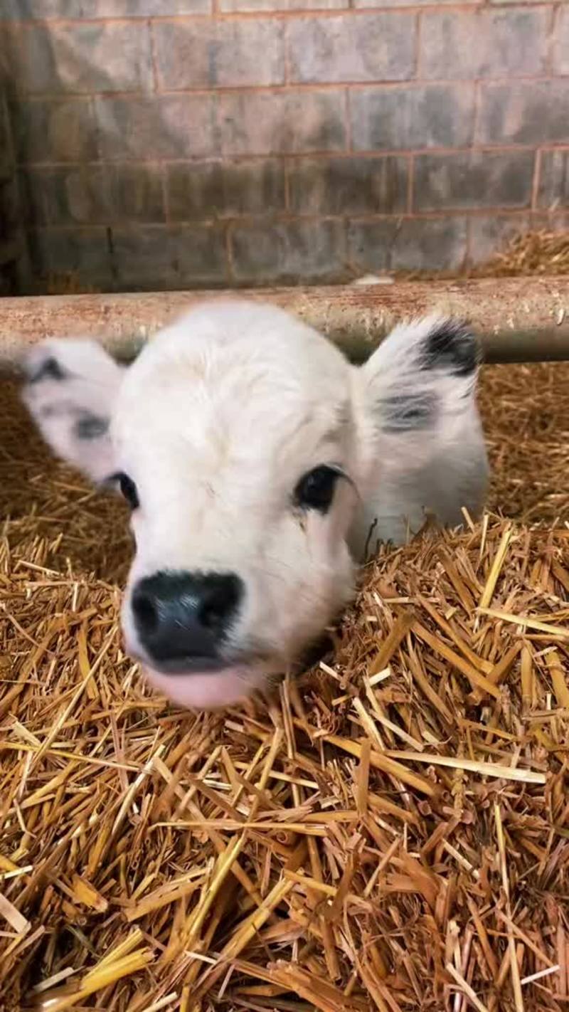 Video thumbnail for Fluffy Baby Calf Saying Hello in the Barn