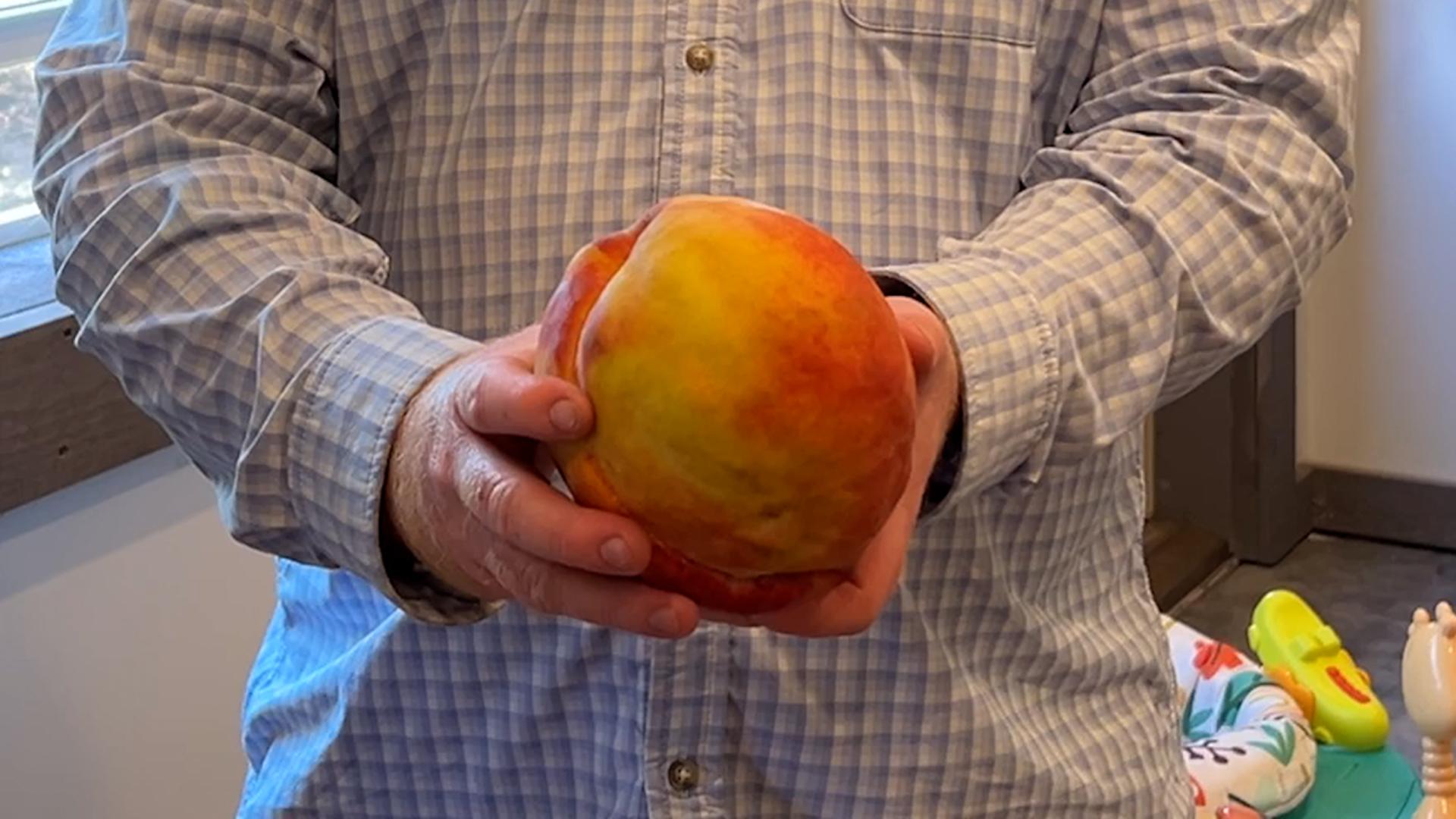 Video thumbnail for Heaviest peach 828.5g (1 lb 13 oz) grown by Henry Chiles