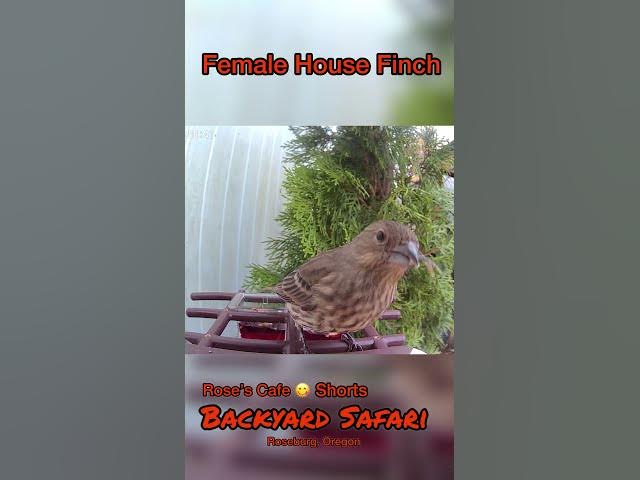 Video thumbnail for Backyard Safari - Shorts #birdwatching