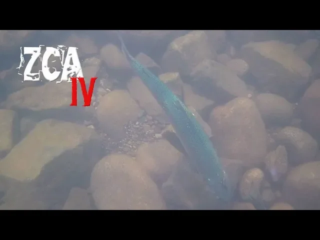 Video thumbnail for UNDERWATER VIDEO of CHUM, COHO & RAINBOW! The Zombie Chum Awakening 4!!