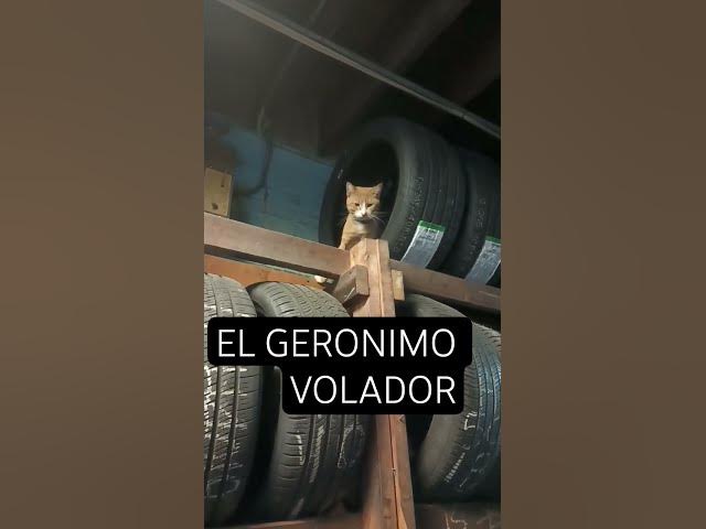 Video thumbnail for ago como vaca#music #catshorts #musica