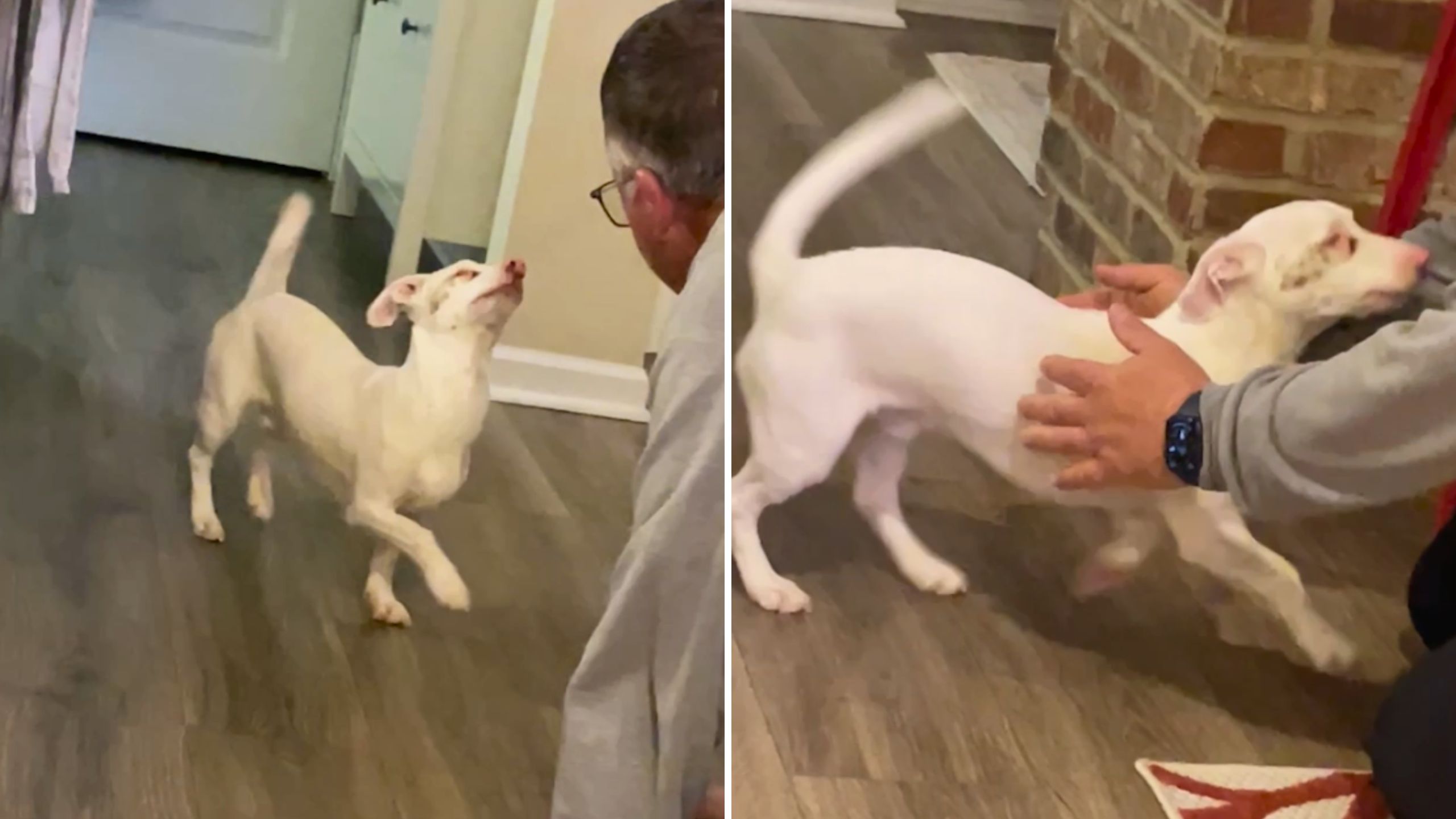 Video thumbnail for Deaf-Blind Dog Excitedly Dances When He Senses Owner Is Home