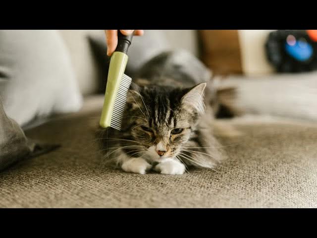 Video thumbnail for Gesundheitspflege einer Katze