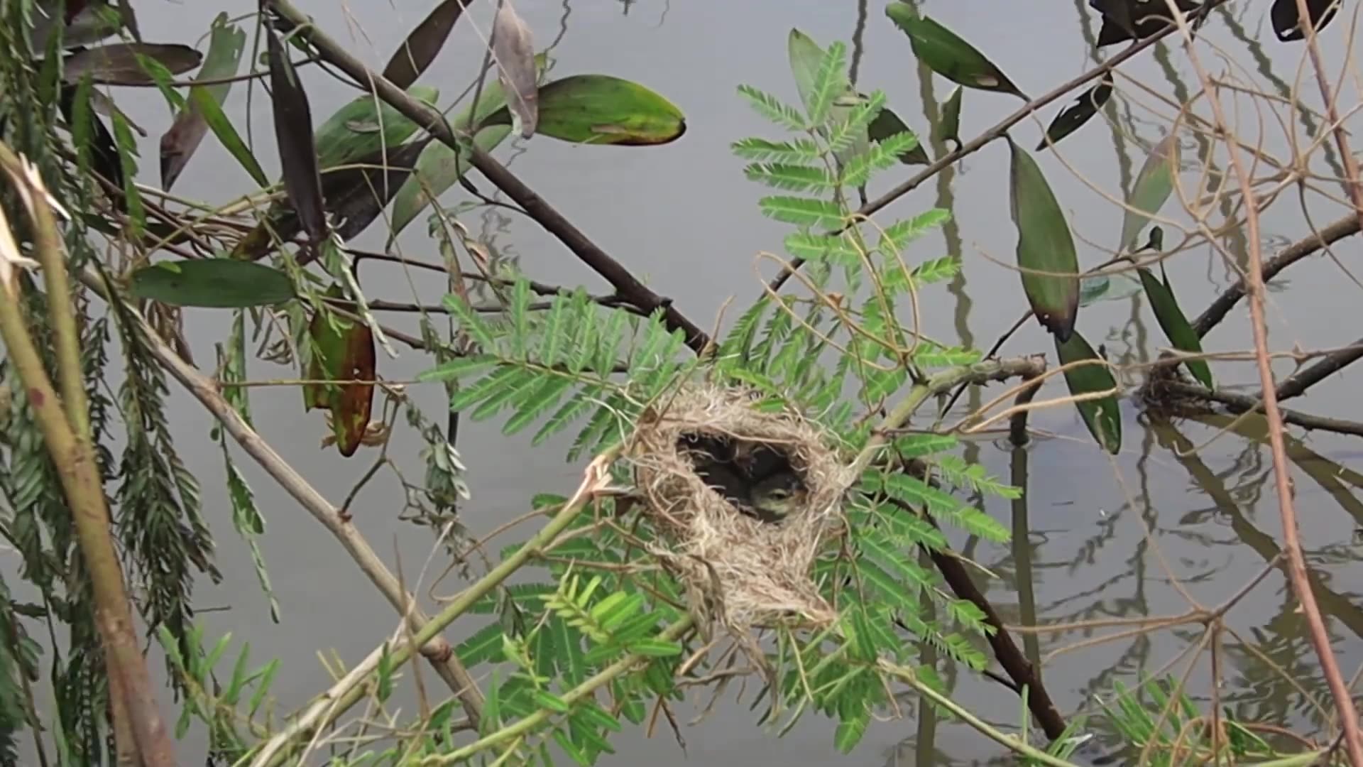 'Video thumbnail for Field wild bird gain babie crie eat food under nest'