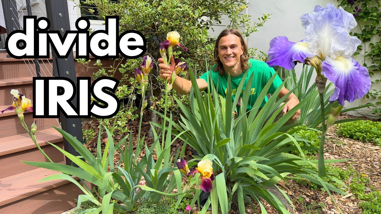 Video thumbnail for IRIS - How to Divide Plants - Improved Flowering