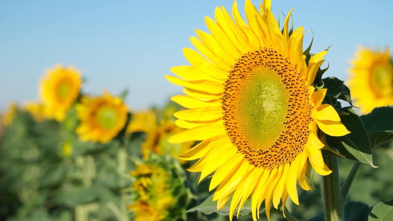 Video thumbnail for Türkiye: Sunflower fields paint landscape yellow in northwestern Türkiye.