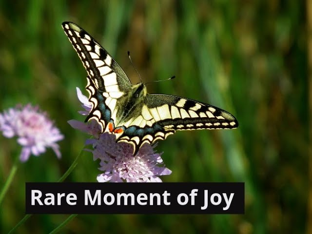 Video thumbnail for Swallowtail Butterfly