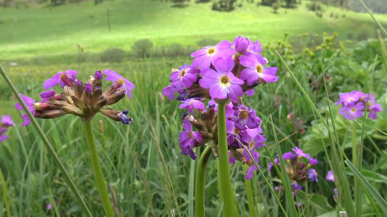 Video thumbnail for Türkiye: Colorful blooms cover highlands in eastern Türkiye after weeks of rain.