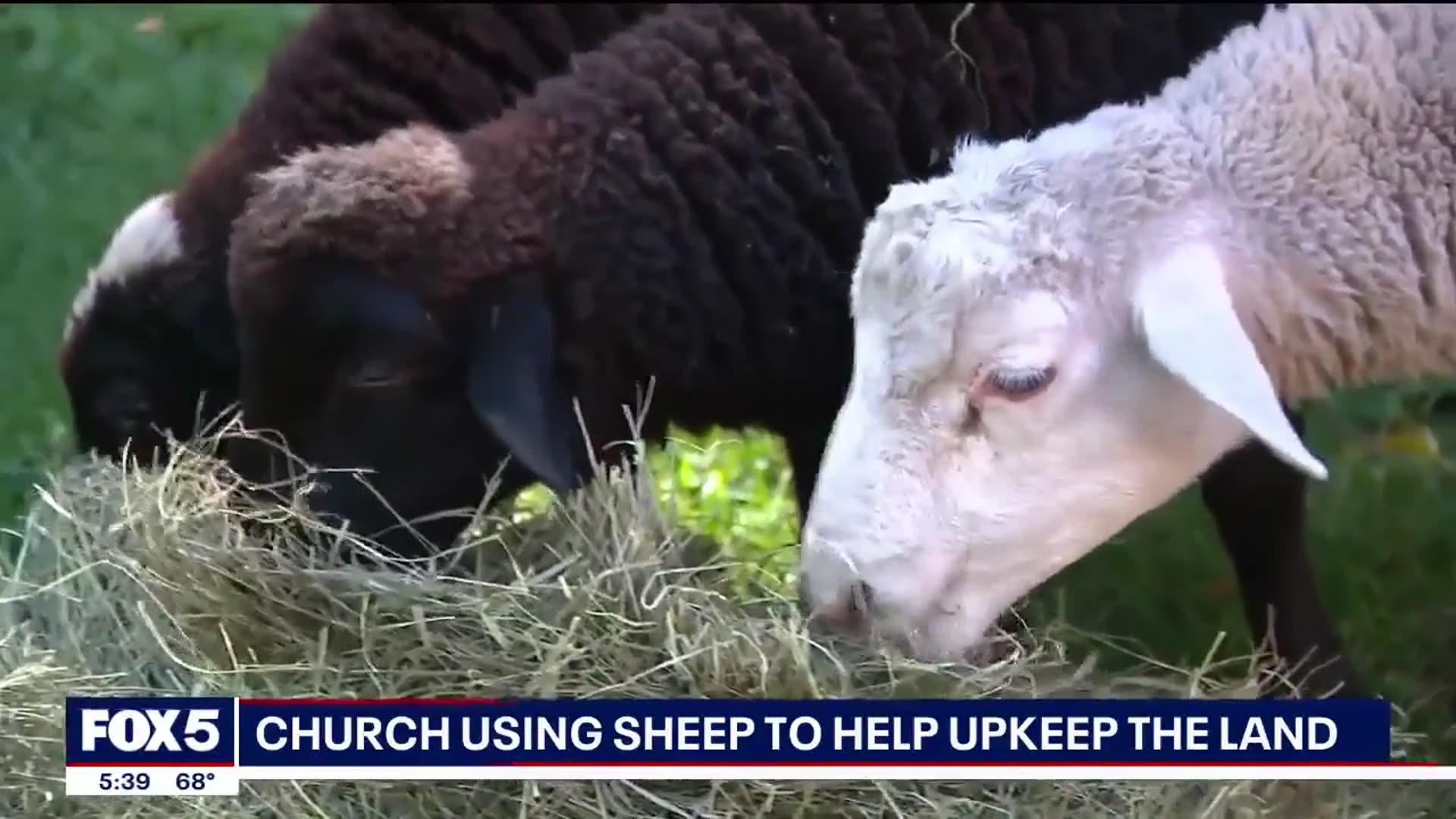 'Video thumbnail for Sheep provide 'lamb-scaping' services in local cemetery'