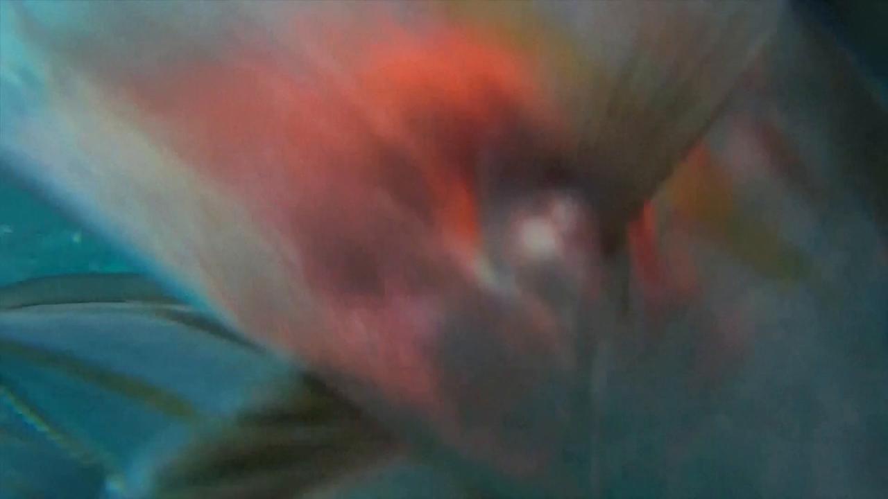 Video thumbnail for China: Traditional fish farming shifts to tech-driven production in China.