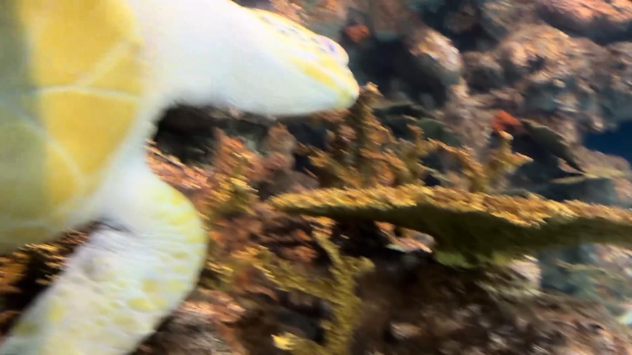 Video thumbnail for China: Turtle rests strangely against aquarium pillar in China.