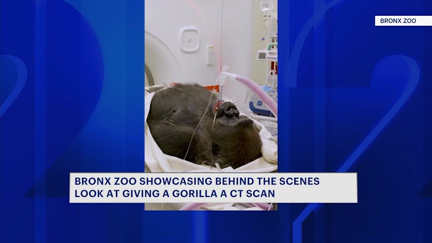 Video thumbnail for Bronx Zoo showcases gorilla CT scan on World Gorilla Day