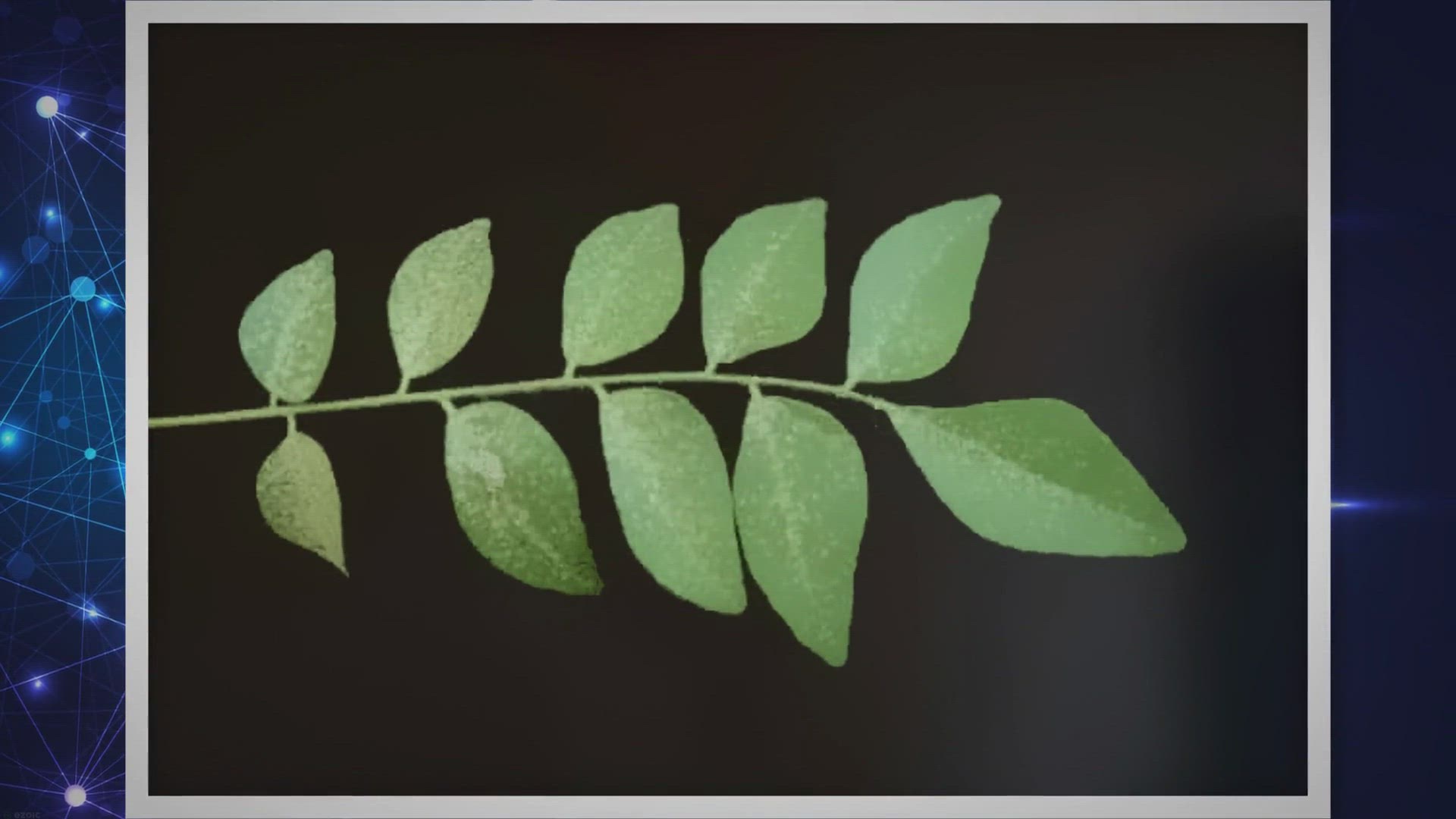 Video thumbnail for How To Get Rid Of Black Spots On Curry Leaves?