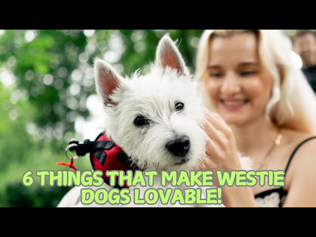 6 Things That Make Westie Dogs LOVABLE Why We Adore Them Open Video