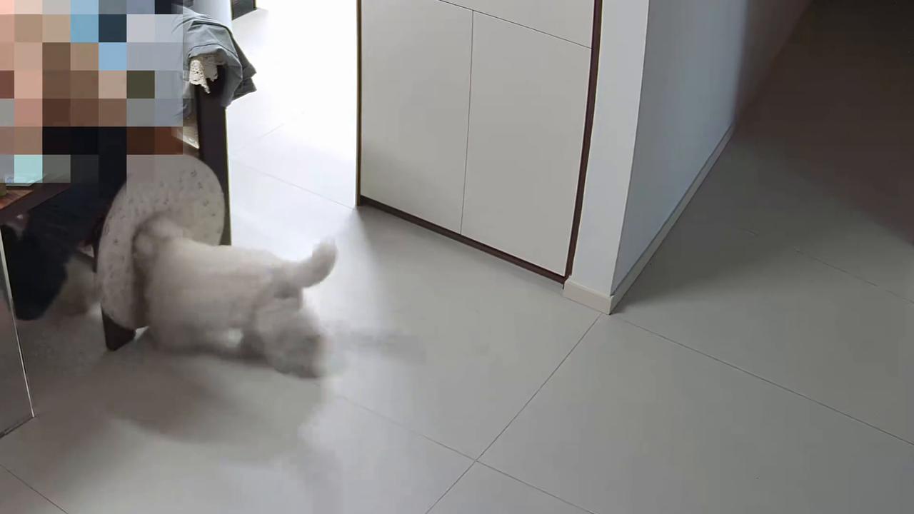 Video thumbnail for China: Chinese dogs fight over protective recovery collar.